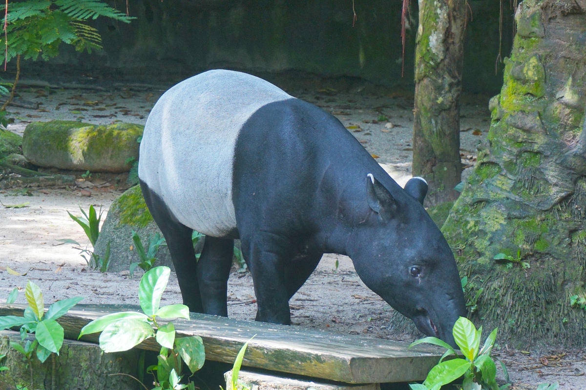 Singapore zoo 10